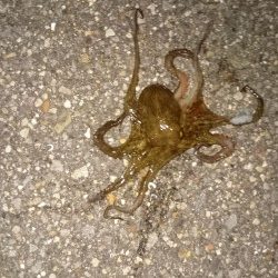 仕事帰りにちょっとだけよー