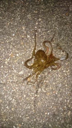 仕事帰りにちょっとだけよー