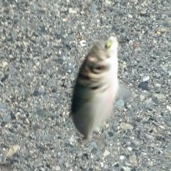 アジングのはじまりかな