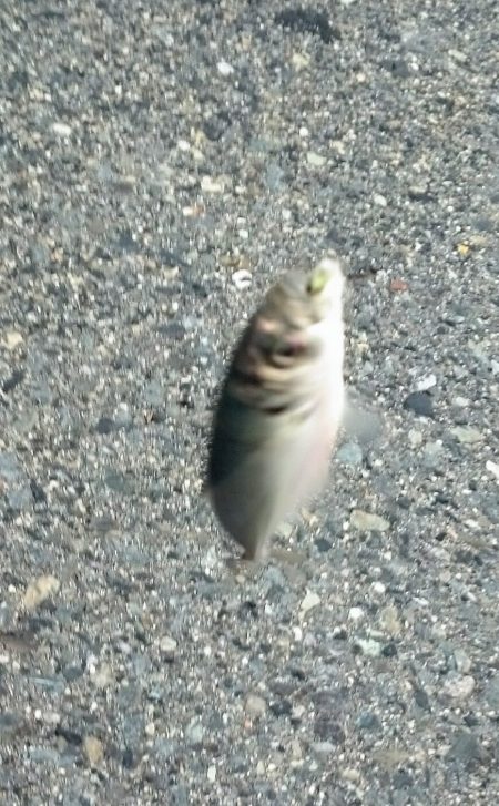 アジングのはじまりかな