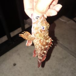 ボトムのガシラ釣り