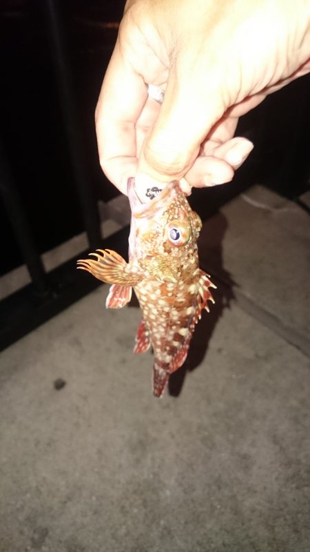 ボトムのガシラ釣り