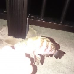 ジグサビキ 試し釣り