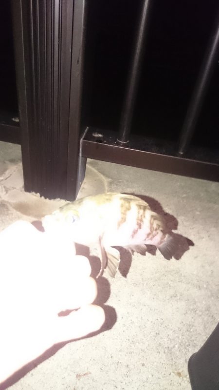 ジグサビキ 試し釣り