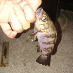 飽きずにやってきました