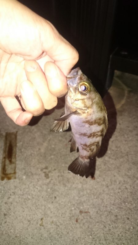 飽きずにやってきました