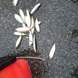 豆アジ沢山 釣れました