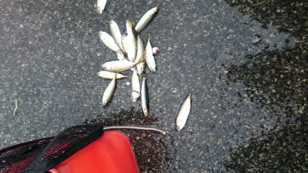 豆アジ沢山 釣れました