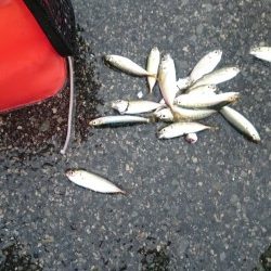 豆アジ沢山 釣れました