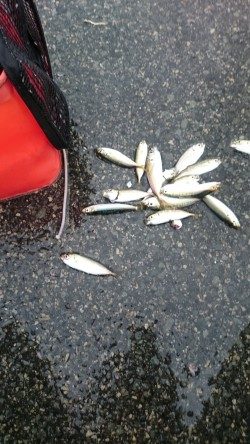 豆アジ沢山 釣れました