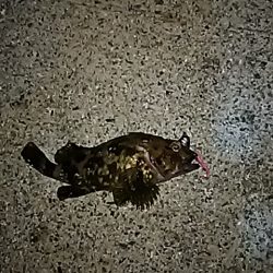 メバルは、何処に！