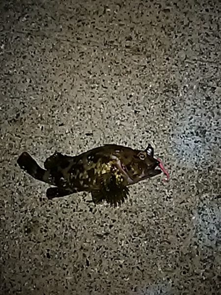 メバルは、何処に！