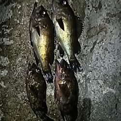 もお少しメバル。