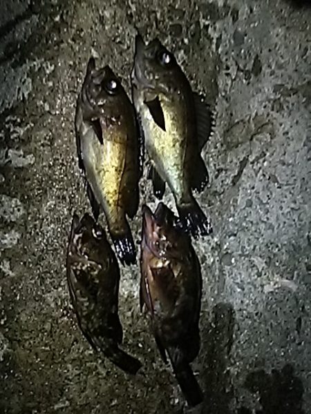 もお少しメバル。