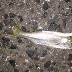 アジのつもりが、、、