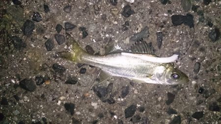 アジのつもりが、、、