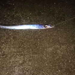 ショアジギング、ウキ釣り釣行