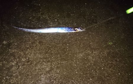 ショアジギング、ウキ釣り釣行