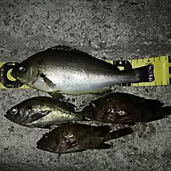 嬉しいゲスト！