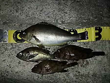 嬉しいゲスト！