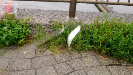 春木ベランダでサビキ釣り