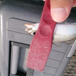 アジングにて小アジ