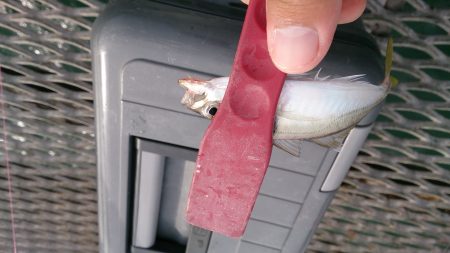 アジングにて小アジ