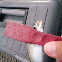 アジングにて小アジ