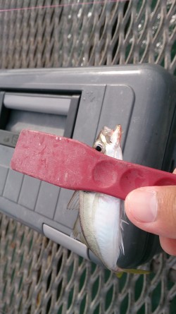 アジングにて小アジ