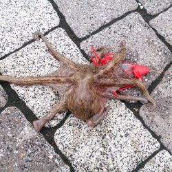 埋め立て地で朝の時合いにタコ
