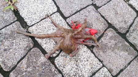 埋め立て地で朝の時合いにタコ