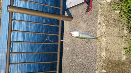 春木ベランダでサバ＆イワシ＆タコGET