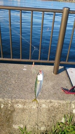 春木ベランダでサバ＆イワシ＆タコGET