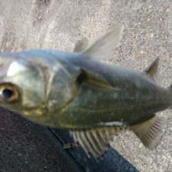 真っ昼間のデイゲーム