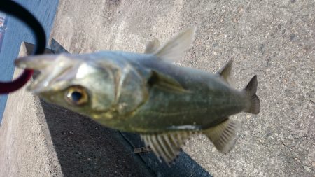 真っ昼間のデイゲーム