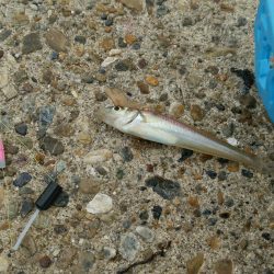 ライトタックルでキスゲー!