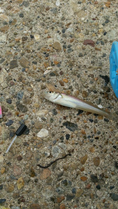 ライトタックルでキスゲー！