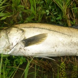 増水した川を遡上