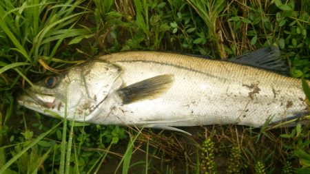 増水した川を遡上