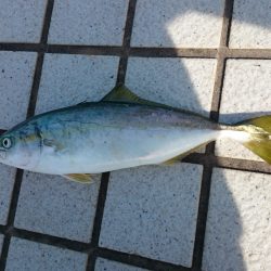 ショアジギでツバス