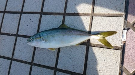 ショアジギでツバス