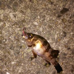 ボウズ逃れのULJS(笑)