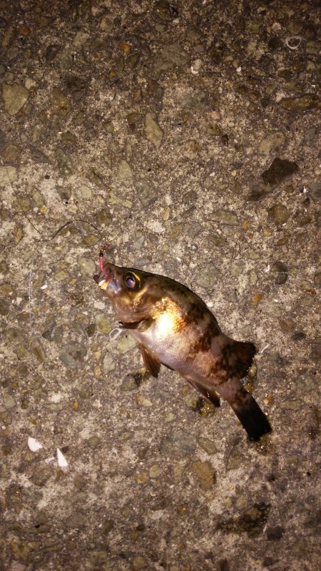 ボウズ逃れのULJS(笑)