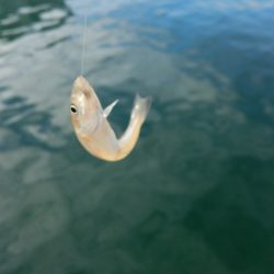 デイキスゲー！