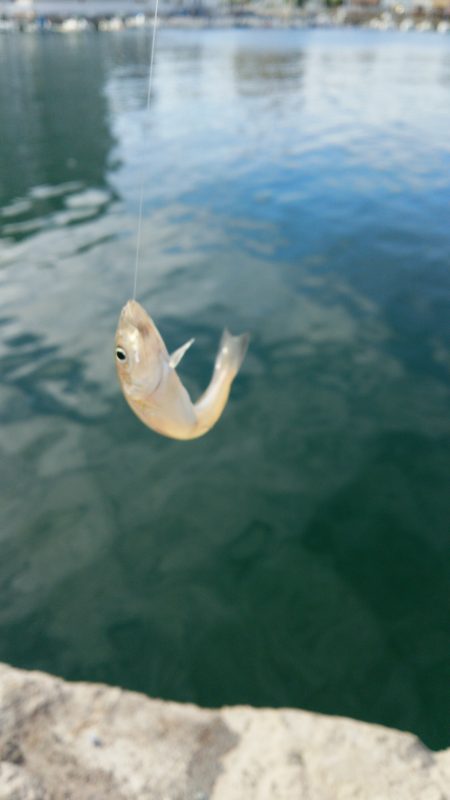 デイキスゲー！