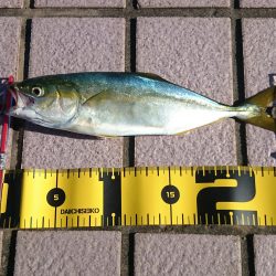 とりあえずツバス