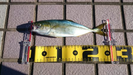 とりあえずツバス