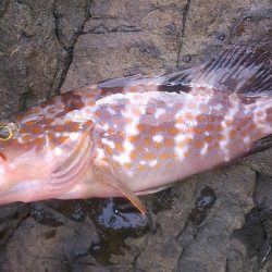 伊根地磯  ロックフィッシング