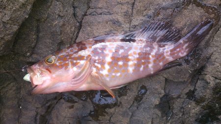 伊根地磯  ロックフィッシング