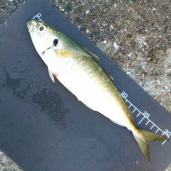 メタルジグで夏タチ！まさかの尺アジも！